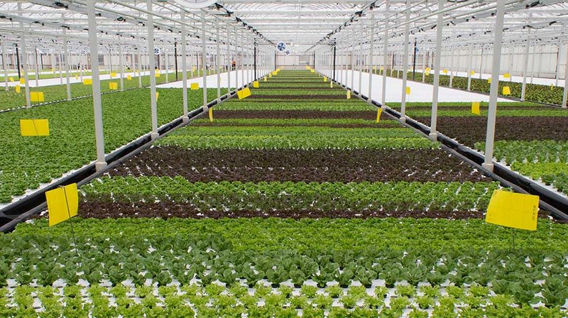 lettuce demand