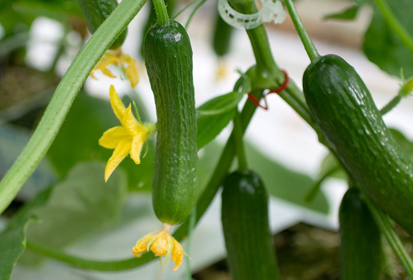 cutecumber gallery top left