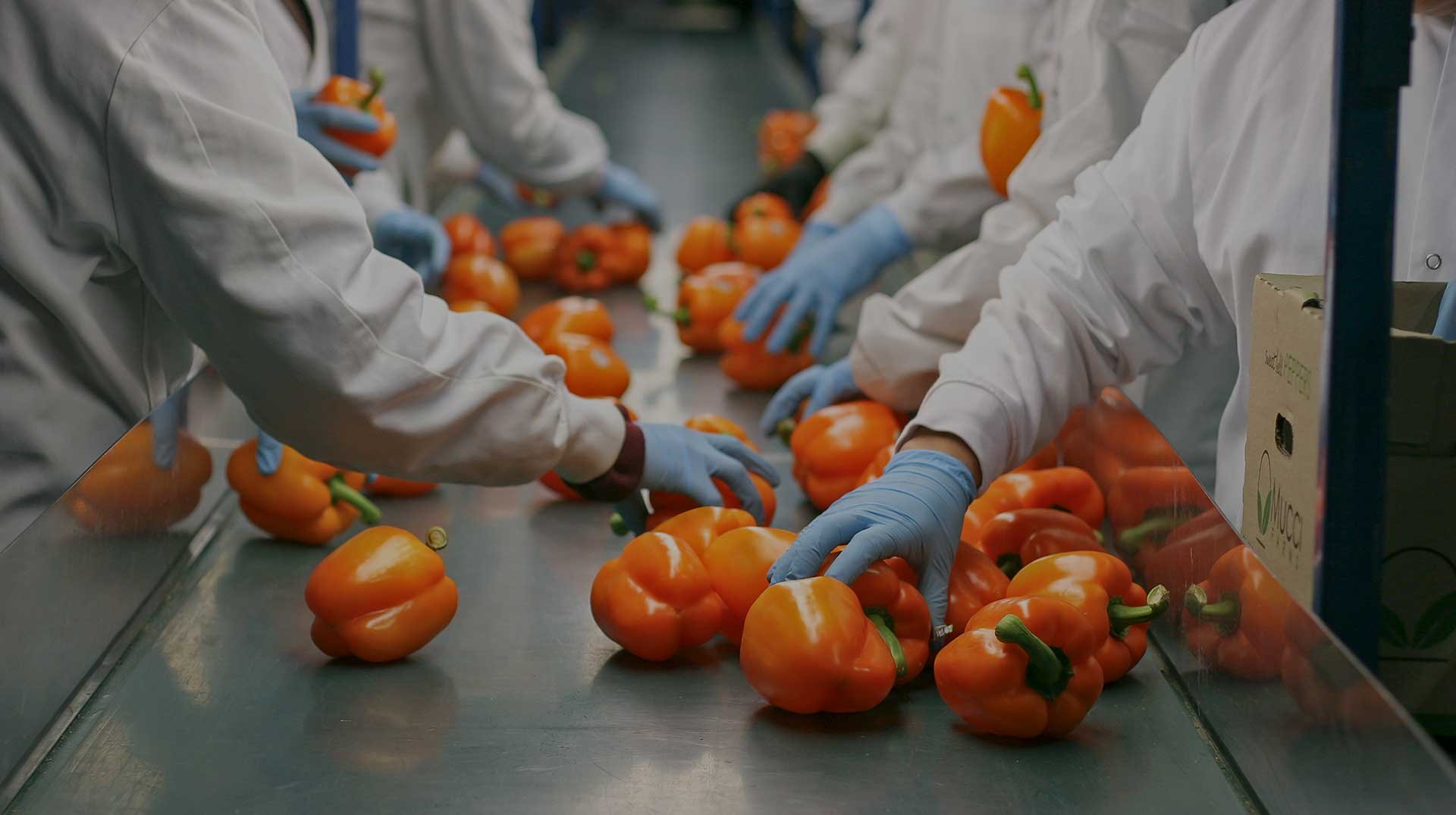 food safety header image new