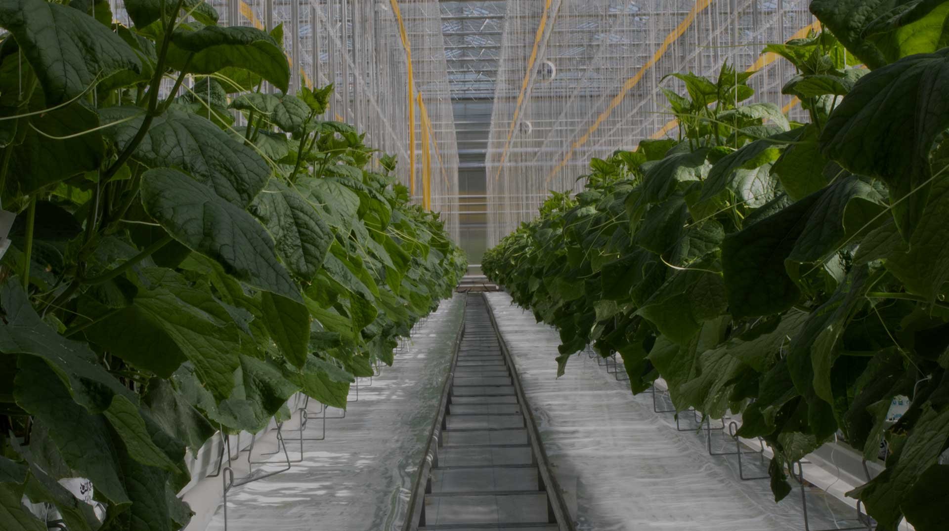 why greenhouse grown header image optimized