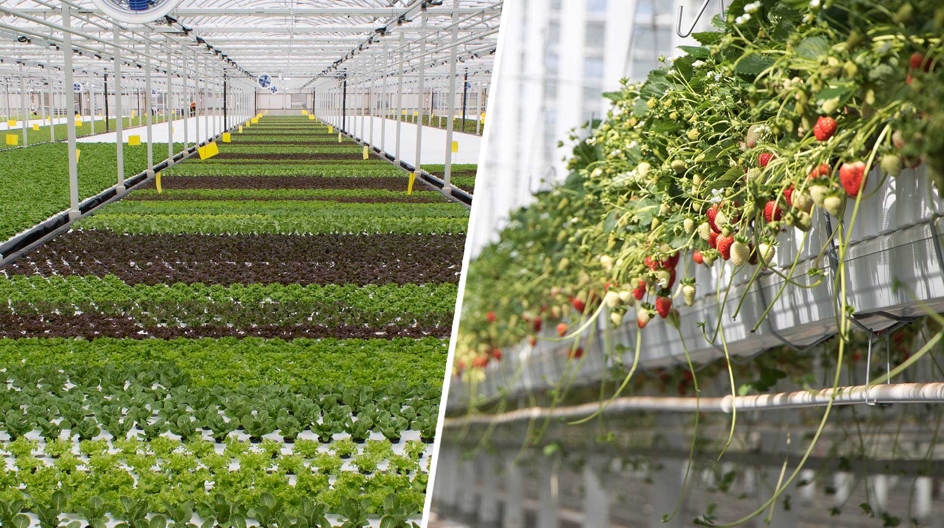 strawberry lettuce demand header image