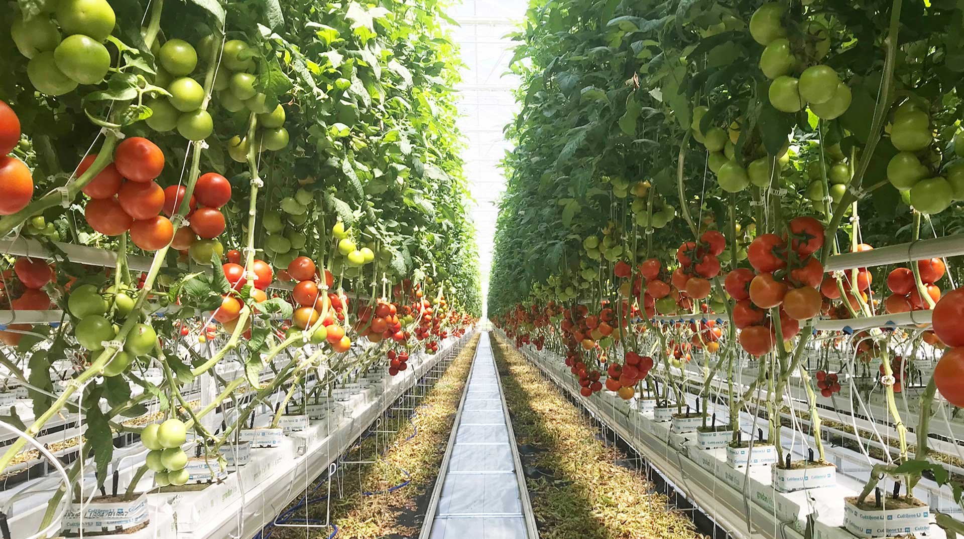 ohio tomatoes towering header image