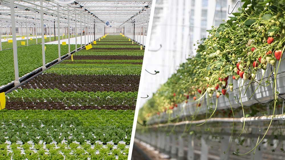 strawberry lettuce demand index image