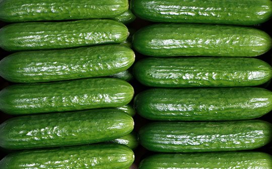 mini cucumber gallery bottom middle