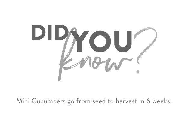 mini cucumber gallery did you know 01