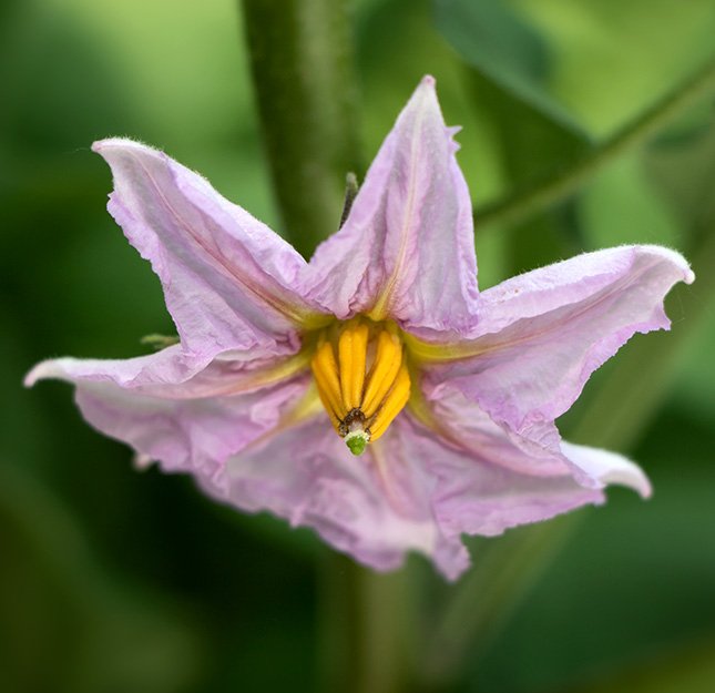 eggplant gallery bottom right
