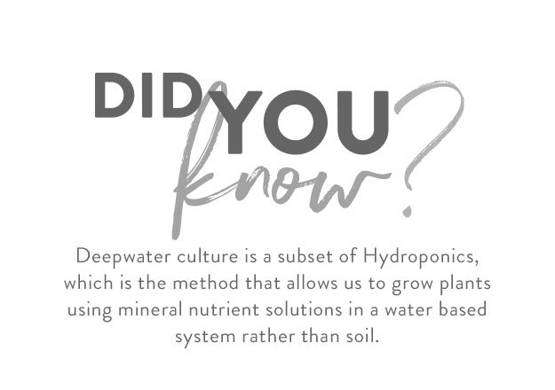 herbs gallery did you know 01