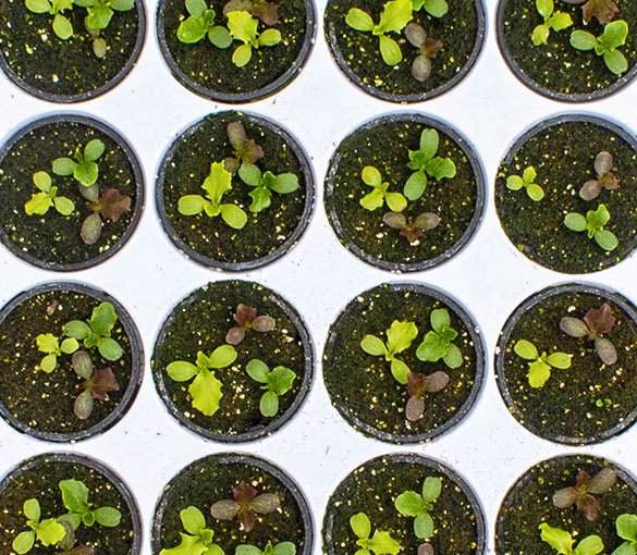 lettuce gallery bottom left