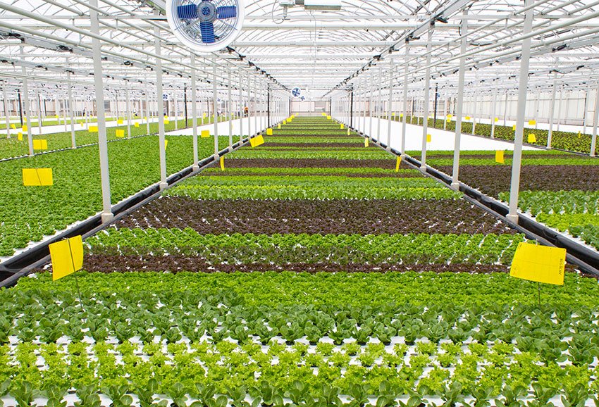 lettuce gallery top left