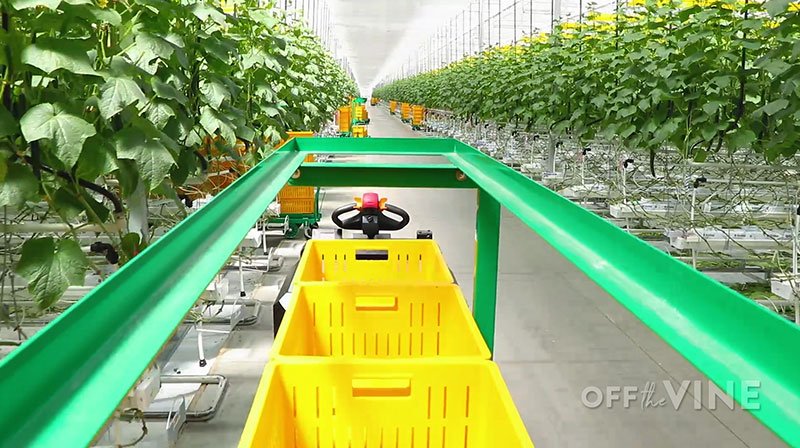 off the vine episode 2 index image