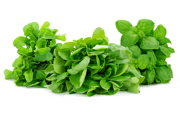 Naked Leaf Living Herbs