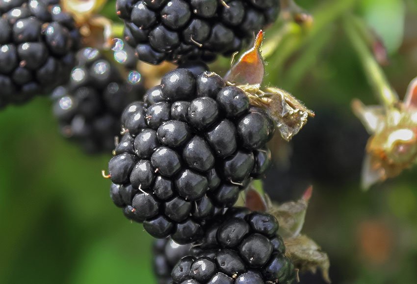 Smuccies-Blackberries_TOP-LEFT_img_rev7.jpg
