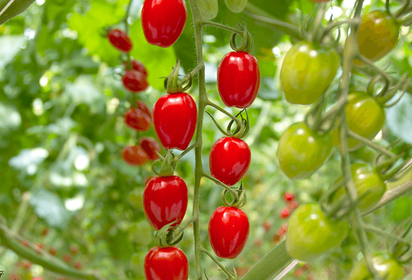 sweet grape tomatoes top left new