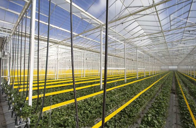 An overview of the Phase 2 section of Sunlite Greenhouses 36-acre strawberry farm expansion